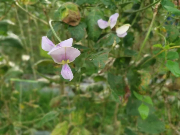 Longbean tarım çiftliğindeki olay yeri.