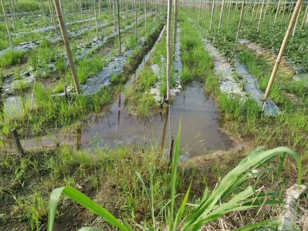 Drenagem Artificial Simples Fazenda — Fotografia de Stock