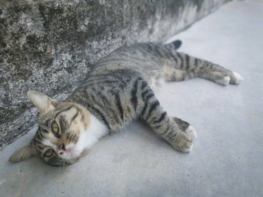 Başıboş, dost canlısı ve neşeli gri kedi.