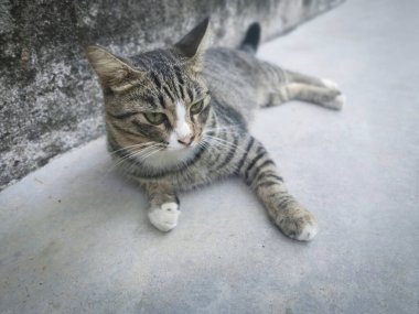 Başıboş, dost canlısı ve neşeli gri kedi.
