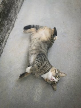 Başıboş, dost canlısı ve neşeli gri kedi.