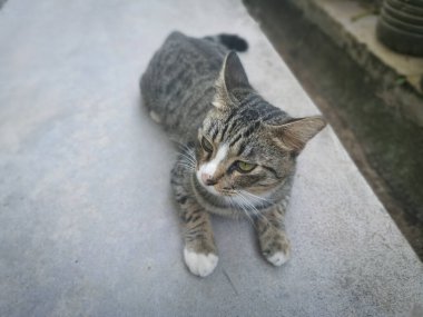 Başıboş, dost canlısı ve neşeli gri kedi.