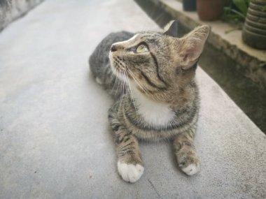 Başıboş, dost canlısı ve neşeli gri kedi.