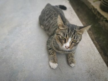 Başıboş, dost canlısı ve neşeli gri kedi.