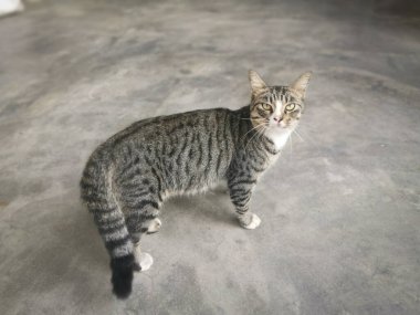 Başıboş, dost canlısı ve neşeli gri kedi.