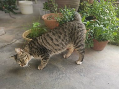 Başıboş, dost canlısı ve neşeli gri kedi.