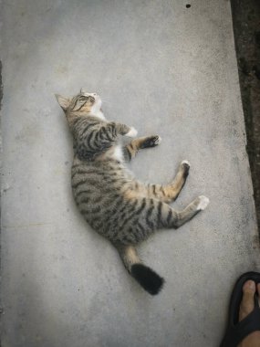 Başıboş, dost canlısı ve neşeli gri kedi.