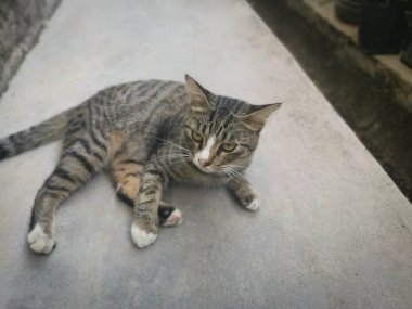 Başıboş, dost canlısı ve neşeli gri kedi.
