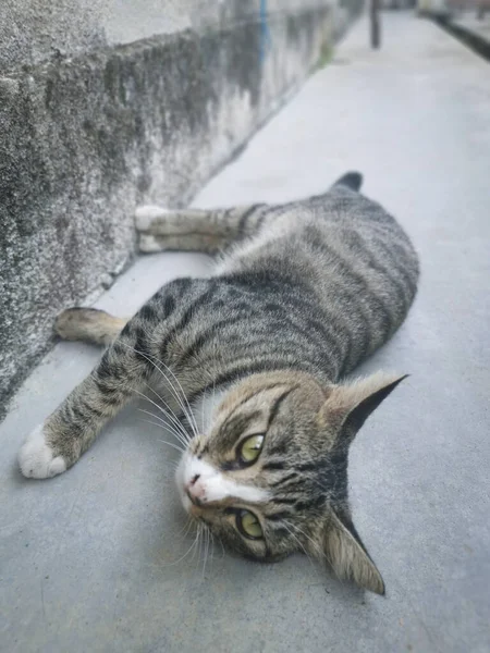 Gato Gris Extraviado Amistoso Juguetón — Foto de Stock