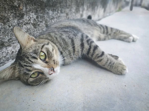 Başıboş Dost Canlısı Neşeli Gri Kedi — Stok fotoğraf