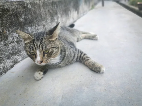 Tersesat Ramah Dan Bermain Main Kucing Abu Abu — Stok Foto