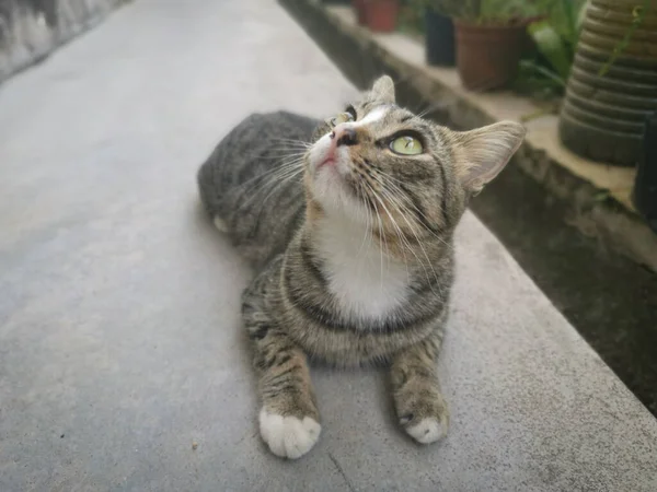 Gato Gris Extraviado Amistoso Juguetón — Foto de Stock