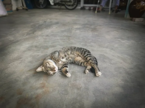 Gato Gris Extraviado Amistoso Juguetón — Foto de Stock