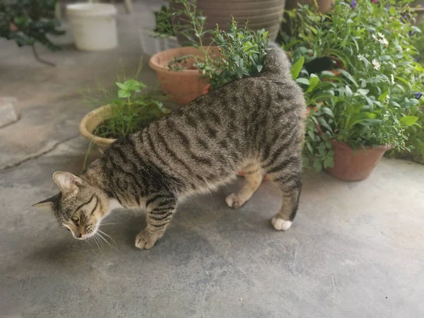 Gato Gris Extraviado Amistoso Juguetón —  Fotos de Stock