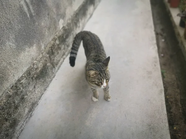 Başıboş Dost Canlısı Neşeli Gri Kedi — Stok fotoğraf