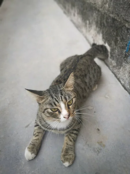 Gatto Grigio Randagio Amichevole Giocoso — Foto Stock