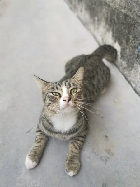 Tersesat Ramah Dan Bermain Main Kucing Abu Abu — Stok Foto