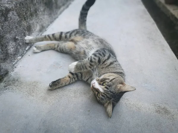 友善和顽皮的灰猫 — 图库照片