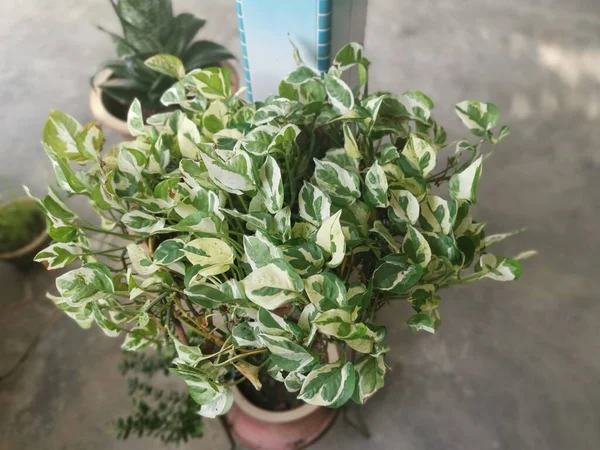 Zelená Euphorbia Tithymaloides Vinařská Závod — Stock fotografie