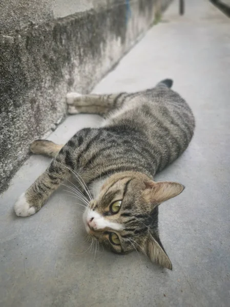 Gato Gris Extraviado Amistoso Juguetón —  Fotos de Stock