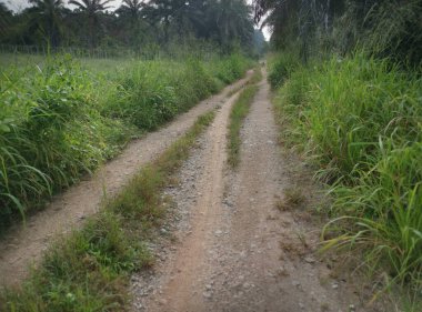 Köye giden sessiz bir patika.