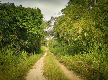 Köye giden vahşi bir yol