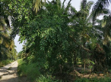 Ormandaki büyük ağaç neredeyse devriliyordu.