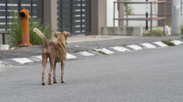 Brauner Streunender Hund Auf Der Straße — Stockfoto