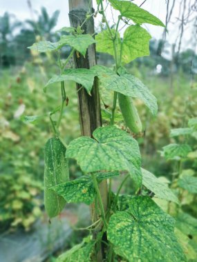 Taze salatalık meyvesi.