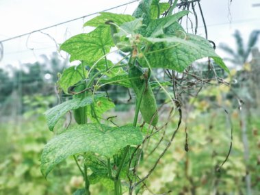 Taze salatalık meyvesi.