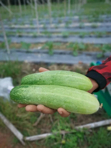 Frutta Fresca Cetriolo Presso Azienda Agricola — Foto Stock