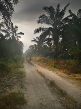 Kırsal yolda sisli bir sabah