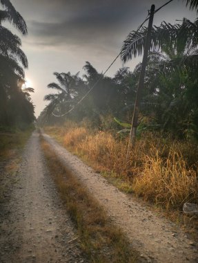 Kırsal yolda sisli bir sabah