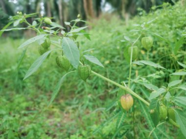 Physalis angulata vahşi doğada büyüyor.