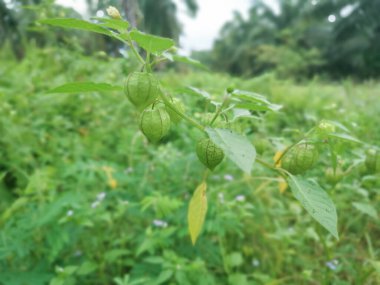 Physalis angulata vahşi doğada büyüyor.