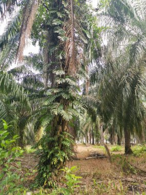 Ağaç gövdesinde sürünen bir canavar.
