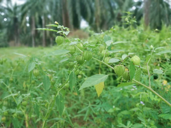 Physalis Angulata Rosnąca Środowisku Naturalnym — Zdjęcie stockowe