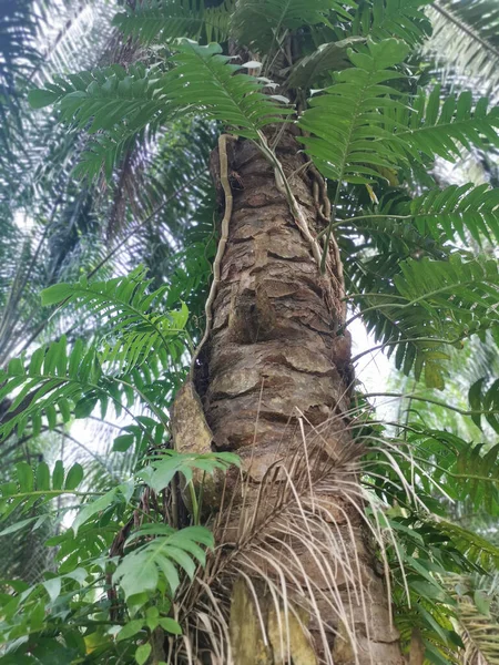 Monstera Deliciosa Rastejando Tronco Árvore — Fotografia de Stock