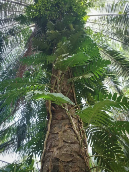 Monstera Deliciosa Rastejando Tronco Árvore — Fotografia de Stock