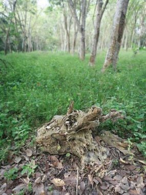 Kauçuk arazide ölü bir ağaç gövdesi var.