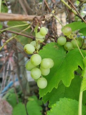 Bir demet taze yeşil üzüm.