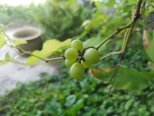 一堆年轻的新鲜绿色葡萄 — 图库照片