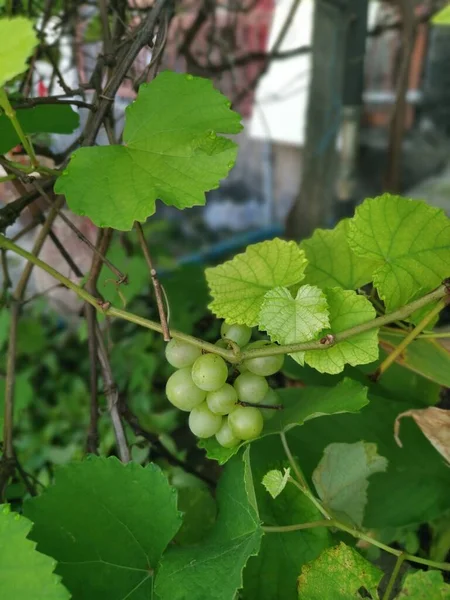 Купа Молодого Свіжого Зеленого Винограду — стокове фото
