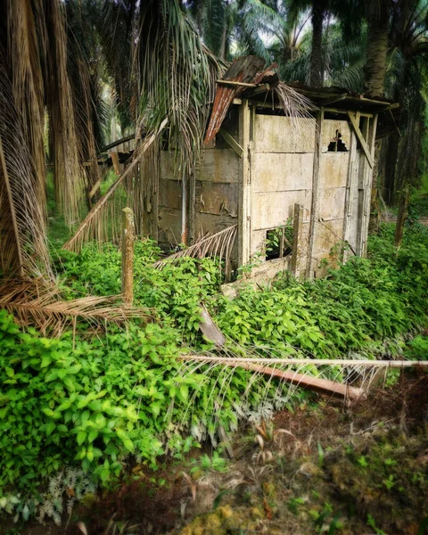 Vieux Hangar Sale Abandonné Dans Plantation — Photo