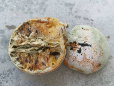 Çürümüş ve küflenmiş portakal haşerelerle dolu.