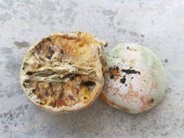 Çürümüş ve küflenmiş portakal haşerelerle dolu.