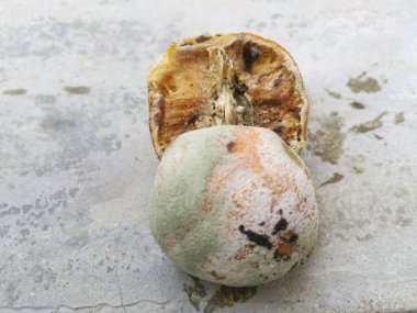 Çürümüş ve küflenmiş portakal haşerelerle dolu.