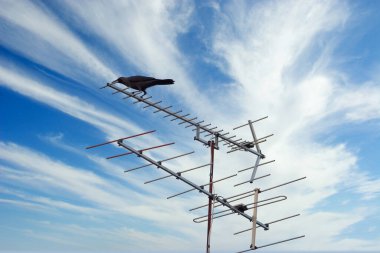 Televizyon anteninde dinlenen siyah karga