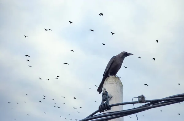 Corvo Preto Descansando Ponta Poste Elétrico — Fotografia de Stock