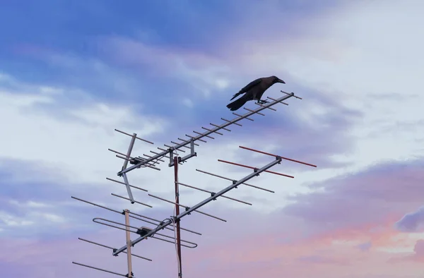 Cuervo Negro Descansando Antena Televisión —  Fotos de Stock